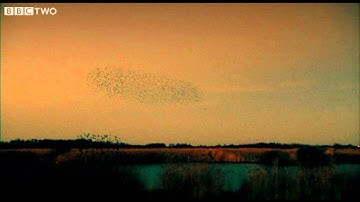 Starlings - The Code - Episode 3 - BBC