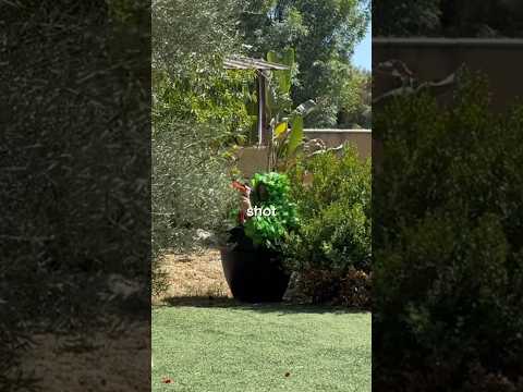 Extreme Camouflage hide N seek!