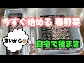 3月植え【春野菜】【苗作り】自宅で種蒔きから発芽まで　夏野菜植え付けまでに収穫