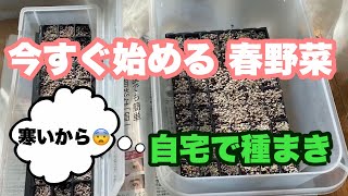 3月植え【春野菜】【苗作り】自宅で種蒔きから発芽まで　夏野菜植え付けまでに収穫
