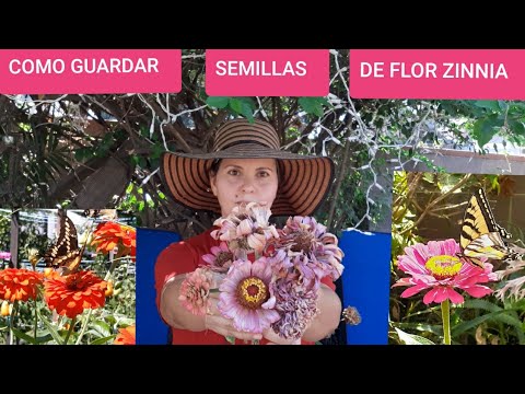 Vídeo: Fets sobre les llavors de flor de Dahlia - Com plantar llavors de Dalia