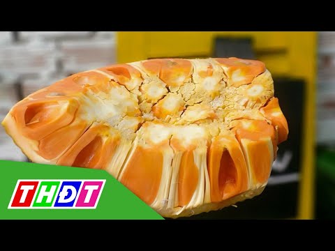 Video Cả triệu đồng 1 trái mít ruột đỏ | THDT - youtube