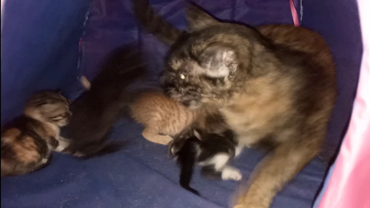 Mom Cat Attacking On Her Kittens For Unknown Reason Hungry Kittens Only Asking For Mother Feeding