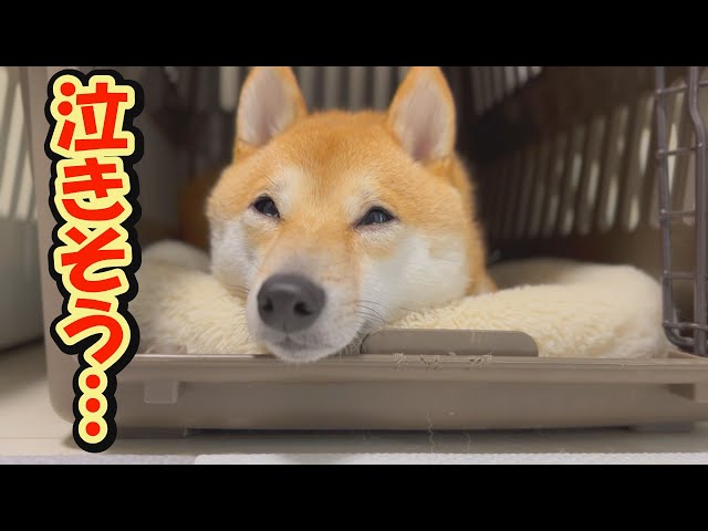 After giving a lecture, the sulky Shiba Inu dog refused to come
