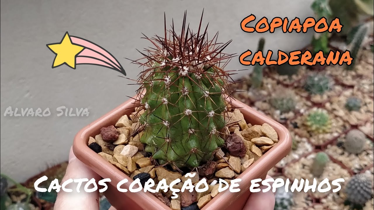 Copiapoa calderana