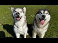 Husky Finally Reunited With Long Lost Friend! Happy Dogs!!