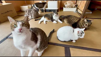A Hotel With 80 Cats?! Inside Japan’s Cat Rescue Inn With Hot Springs & 1,000 Cats Rescued