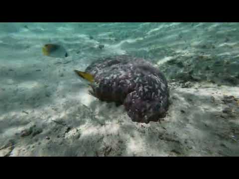Mystery Island, Vanuatu: Family friendly snorkelling Video Thumbnail