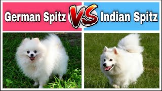 German Spitz vs Indian Spitz । Which dog is best as your pet । Dog vs Dog All Details । Pets Vlogger