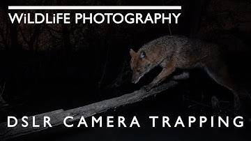 Episode 4 - DSLR Camera Trapping with Camtraptions PIR V3 - wildcat, fox, badger, marten & jackal.!