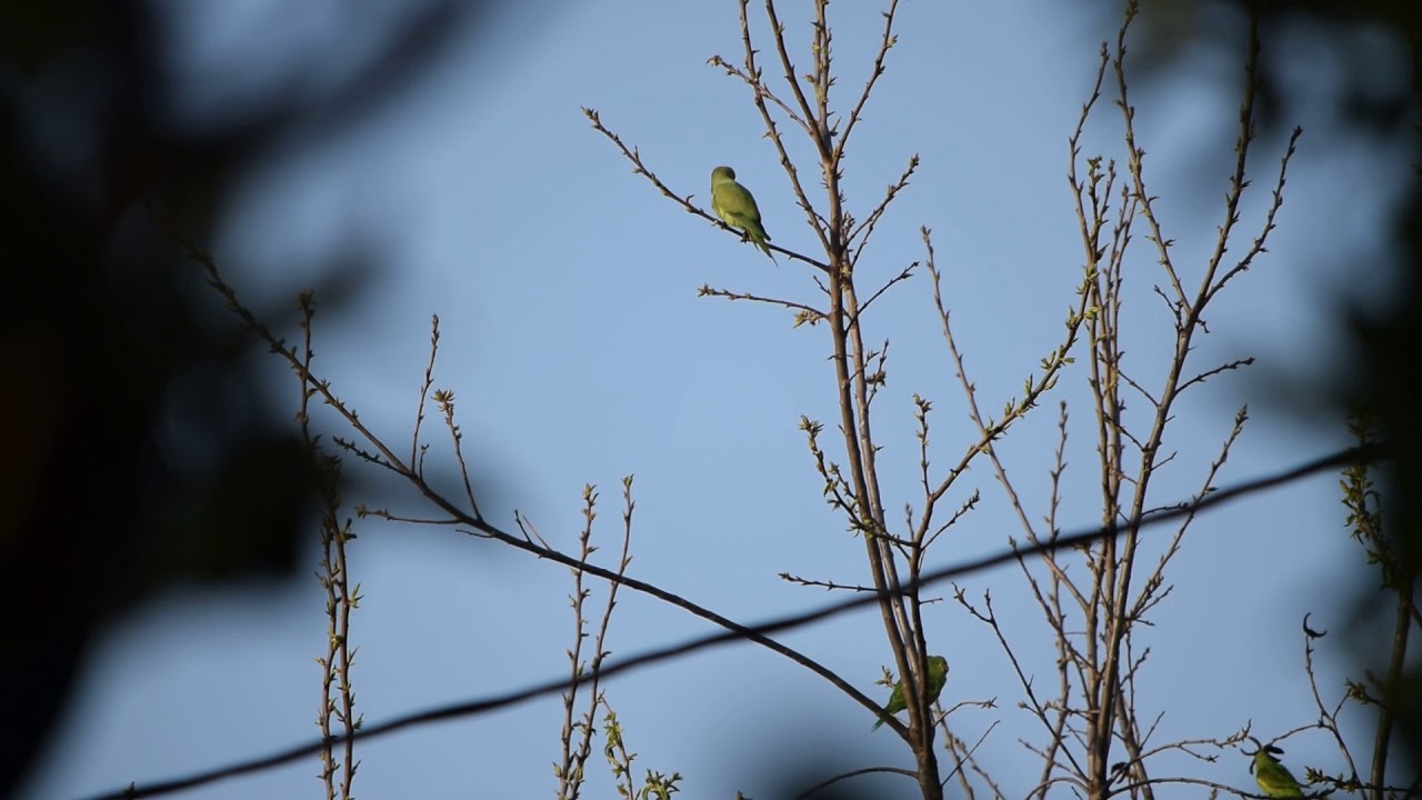 Rose-ringed Parakeet hanging out with White-winged Parakeets 