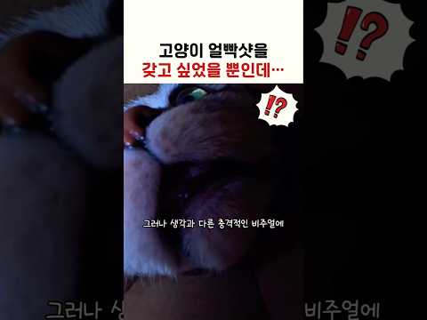 고양이 얼빡샷을 갖고 싶었을 뿐인데.. #고양이 #고양이쇼츠 thumbnail