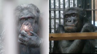 Tadashi who remained and Atsushi who moved away　Chausuyama Zoo　Chimpanzee　202312