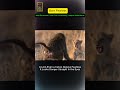 Fearless Lion Cub vs Monkey | Intense Wild Battle | Born Fearless  #animalfight #animaldocumentary