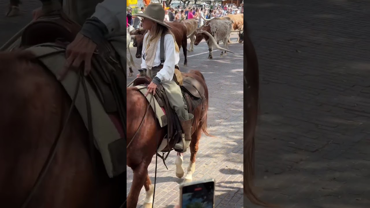 Ft. Worth Stockyards Cattle Drive 
