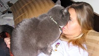 TRY NOT TO DIE from LAUGHING TOO HARD - Funniest ANIMAL compilation