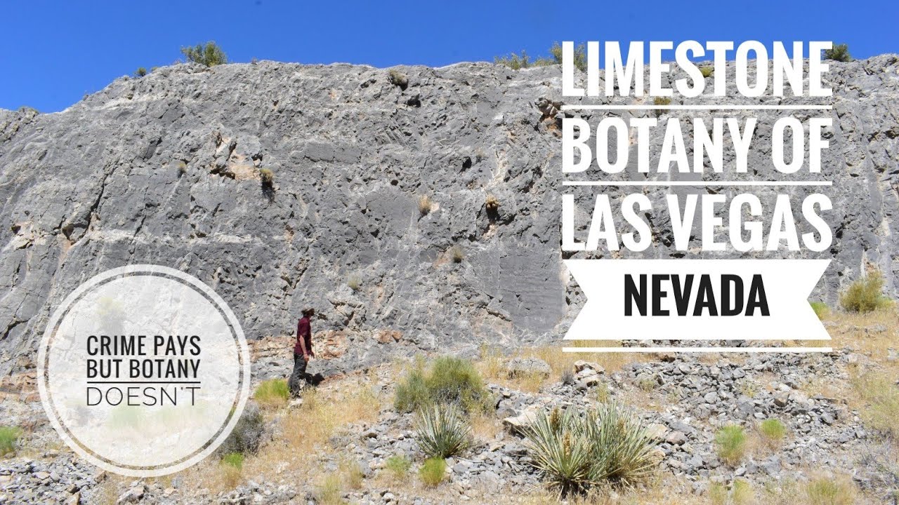 Vegas Limestone Botany