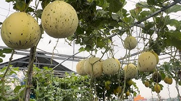 Cách Trồng Dưa Lưới Vườn Sân Thượng phần 1