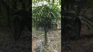 ছাদ বাগানের জন্য ব্যানানা ম্যাঙ্গো আম গাছ | টবে ফলবে সুস্বাদু বিদেশি আম | Mango Plant for Rooftop