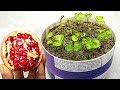 How to grow pomegranate plants easily , Grow at home