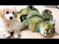A funny puppy watched enough of the mother cat feeding baby kittens and got hungry himself