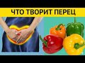 90% людей не знают! Болгарский перец едят неправильно — польза и вред, о которых молчат