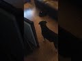 Innocent Dogs Run For Their Lives From Killbot