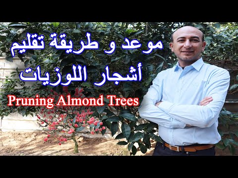 موعد و طريقة تقليم اشجار اللوزيات, When and How to Prune Almond Trees