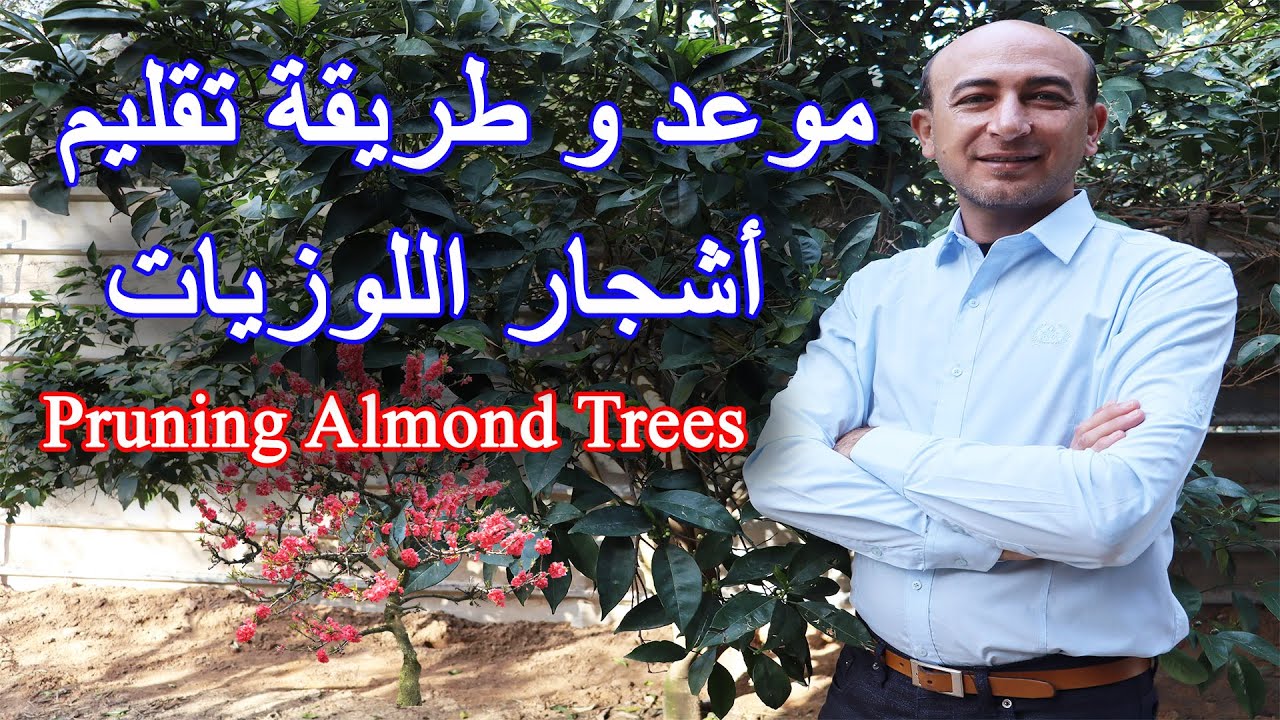 موعد و طريقة تقليم اشجار اللوزيات, When and How to Prune Almond Trees