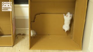 落ちたけど出てきたハムスターさん。【ゴールデンハムスター】/Hamster POPOCO  that came out after falling.