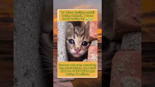 kucing terjepit #kucingjalanan #kucingsedih #sedih #anabul