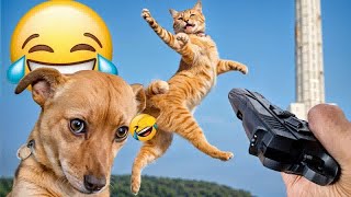 You Laugh You Lose 👋Funniest Dogs and Cats 2024 🐕🐈