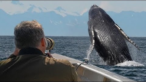 Humpback Whales Breach Again & Again | Alaska 🌎 🇺🇸 | Wild Travel | Robert E Fuller