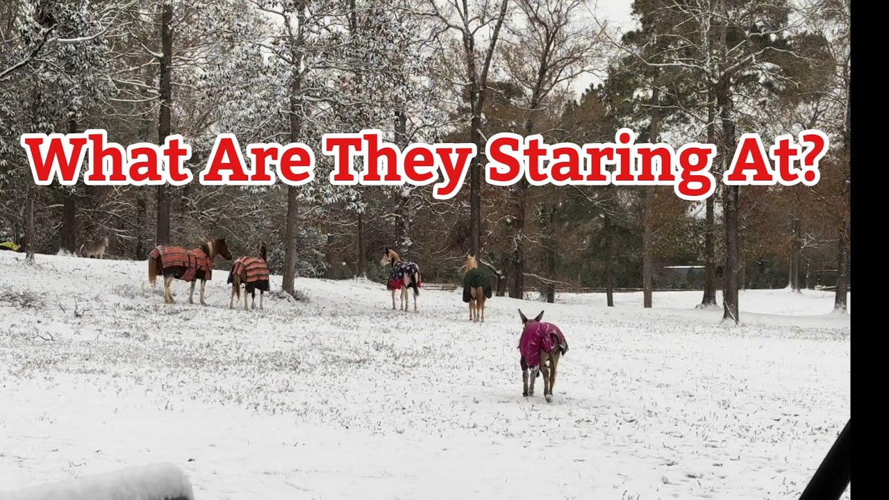 Snow Day | Snow Struggles | Texas Farm In The Snow - YouTube