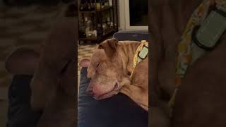 Benelli in Foster Care