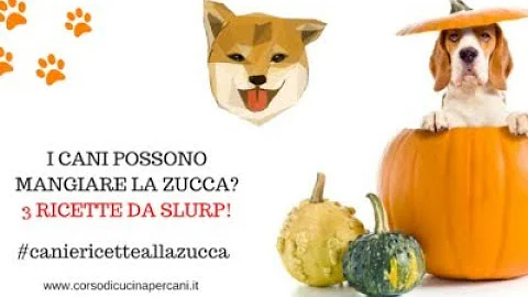 Quanta zucca può mangiare un cane?