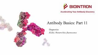 Antibody Basics: Part 11 - Diagnostics - ELISA, Western blot, fluorescence