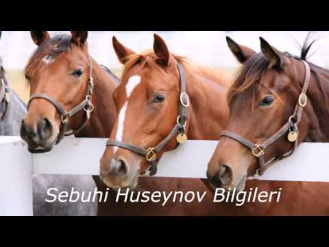 Video: Atlarda caslick nədir?
