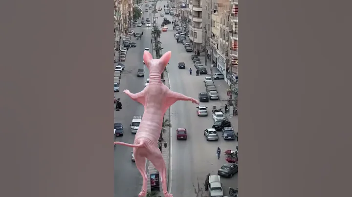 Video 7950871: sphynx explore, kitten cats animals catlover, cats catlover kitten cute, cats kitten funny catlover, funnycats cat explore, cats beautiful funnycats, cat dance funnycats, cat funnycats love