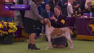 Bracchi Italiani | Breed Judging 2026