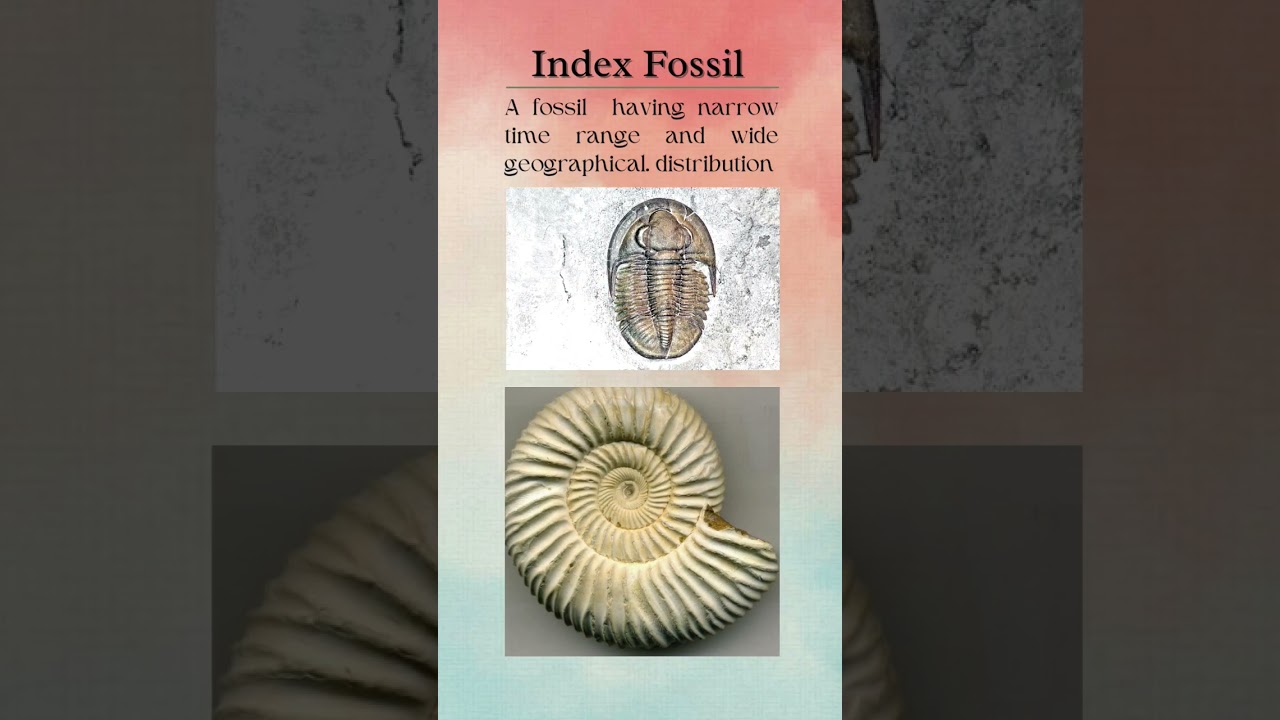 Index fossil 