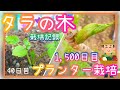 1500日間の栽培記録/タラの木/たらの芽/育て方/家庭菜園/2025年