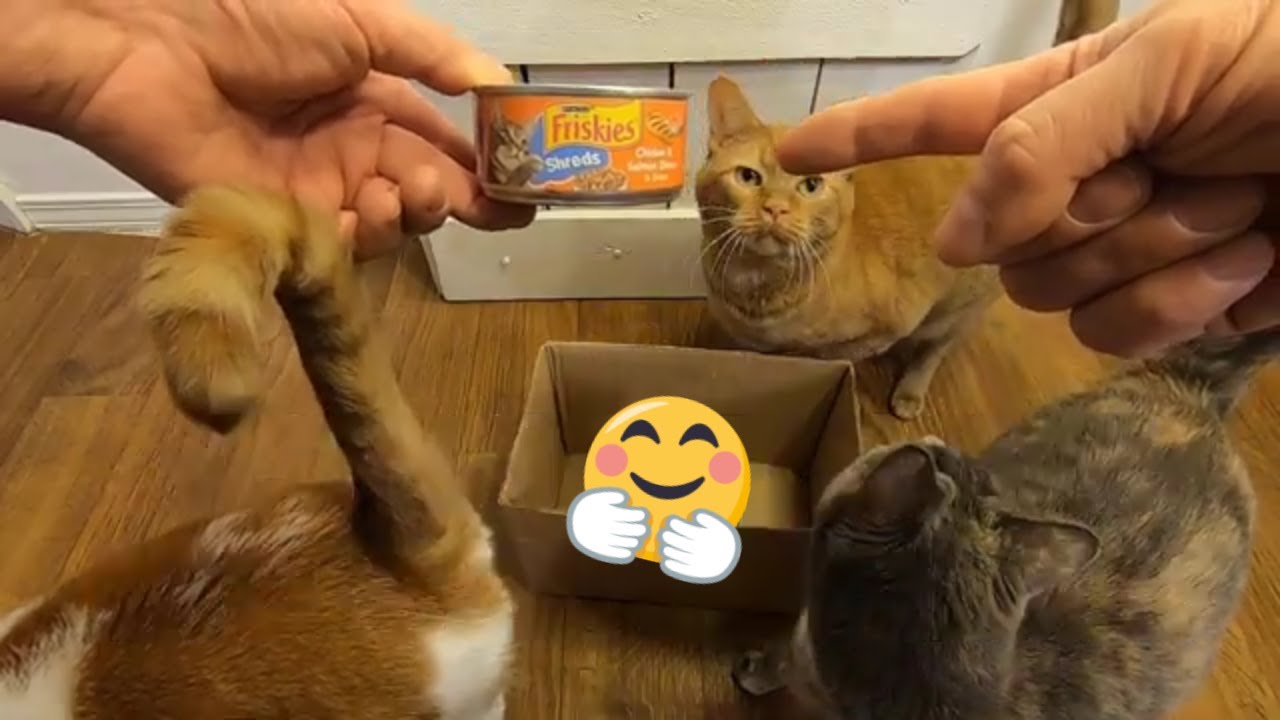 Which Cat will Win the Gravy?!! YouTube