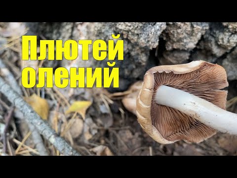 Гриб Плютей олений. Справочник грибника