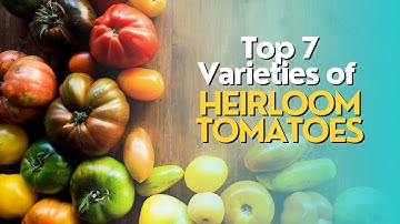 Top 7 Varieties of Heirloom Tomatoes