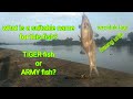 ikan baung kok gini ya? baung aneh alias baung tikus