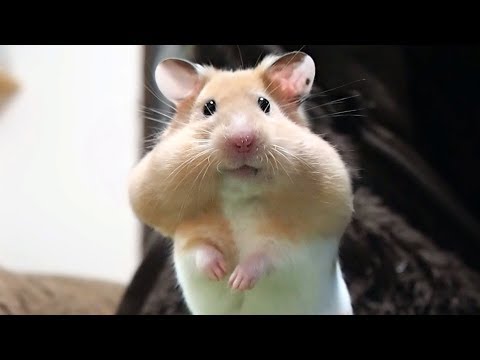 the-face-of-a-cautious-funny-hamster-is-too-cute!-【funny-&-cute-hamster-make-your-feel-at-ease】
