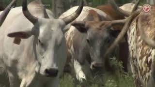 Animal Cops Houston S14E14 Liberty County Battle
