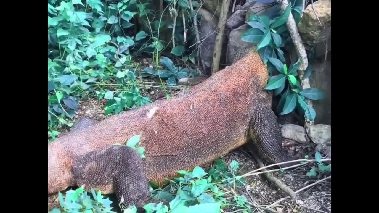 Komodo dragon predation コモドドラゴン捕食 科莫多巨蜥捕食 - YouTube