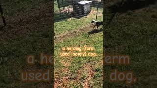 American Bulldog on Southern family farm#americanbulldog #farm